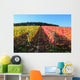 Indian summer, vineyards, wine leaves in autumn coloration Wall Mural