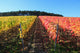 Indian summer, vineyards, wine leaves in autumn coloration Wall Mural