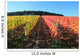 Indian summer, vineyards, wine leaves in autumn coloration Wall Mural