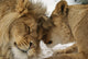 Love's Secret Lion and Wall Mural