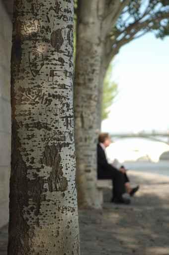 Sur Les Quais Wall Decal