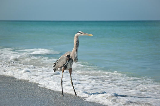 Great Blue Heron Gulf Wall Mural