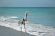Great Blue Heron Gulf Wall Mural