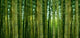 Sunlight Breaking through Bamboo Wall Decal