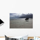 Horses Beach Wall Decal