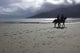 Horses Beach Wall Decal