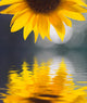 Sunflower Wall Mural
