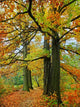 Fall Oak Trees