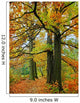 Fall Oak Trees