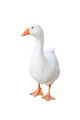 White Farm Duck Wall Decal