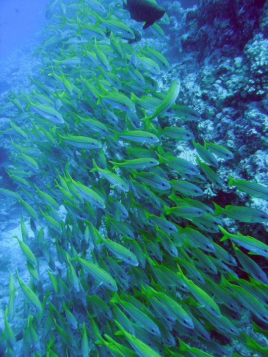 Le Long Du Banc Wall Mural