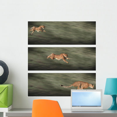 Cheetah Frames Wall Decal shown on a wall