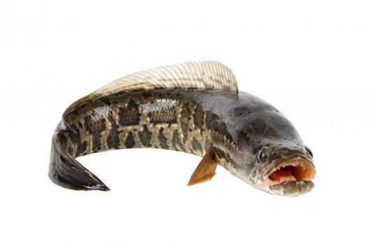 Ferocious Snakehead Wall Decal