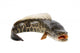 Ferocious Snakehead Wall Decal