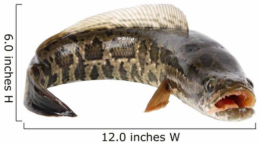 Ferocious Snakehead Wall Decal