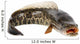 Ferocious Snakehead Wall Decal
