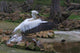 Storch Wall Mural