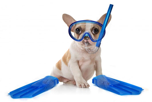 Puppy Dog With Swimming Snorkeling Gear Wall Decal