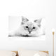 Cat Wall Mural