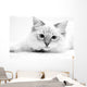 Cat Wall Mural