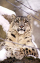 Snow Leopard Wall Mural
