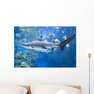 Pirate's Cove Black-tip Shark Wall Decal shown on a wall