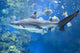 Big Shark in Water Wall Mural