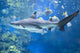 Pirate's Cove Black-tip Shark Wall Decal