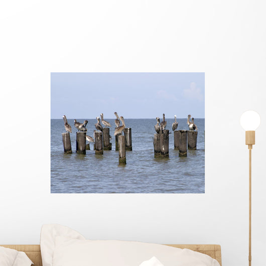 Gulls Waiting
