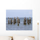 Gulls Waiting