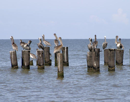 Gulls Waiting