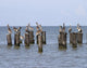 Gulls Waiting