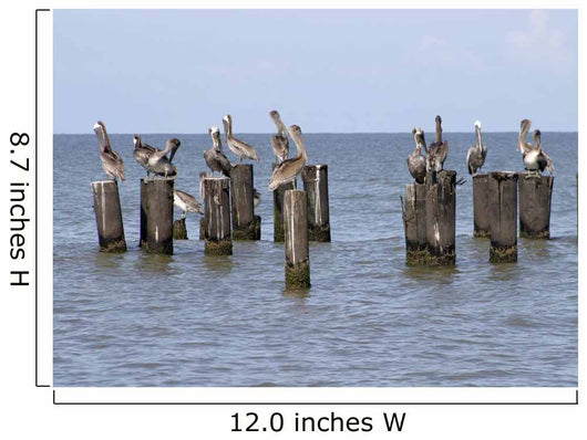 Gulls Waiting