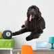 Newfoundland Dog White Wall Decal