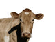 A Jersey Cow Wall Decal