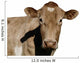 A Jersey Cow Wall Decal