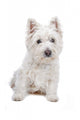 West Highland White Terrier Wall Decal