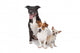 Small Group Dogs White Wall Decal