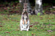 Kaninchen