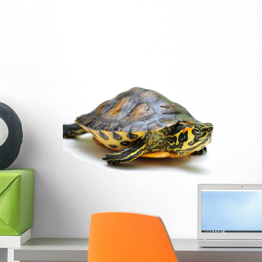Yellow-bellied slider Wall Decal