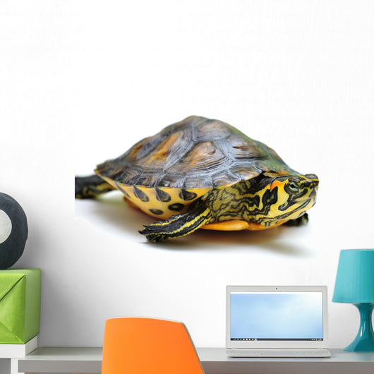 Yellow-bellied slider Wall Decal