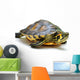 Yellow-bellied slider Wall Decal