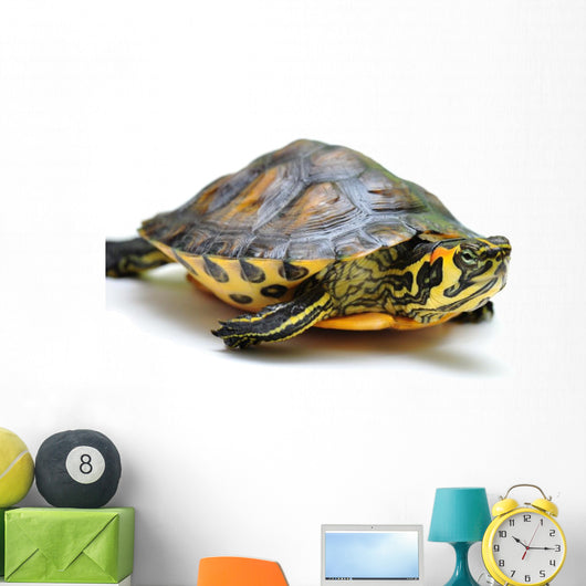 Yellow-bellied slider Wall Decal