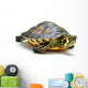 Yellow-bellied slider Wall Decal
