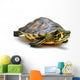 Yellow-bellied slider Wall Decal