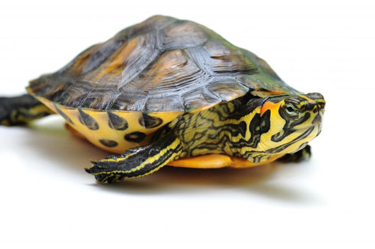 Yellow-bellied slider Wall Decal