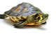 Yellow-bellied slider Wall Decal
