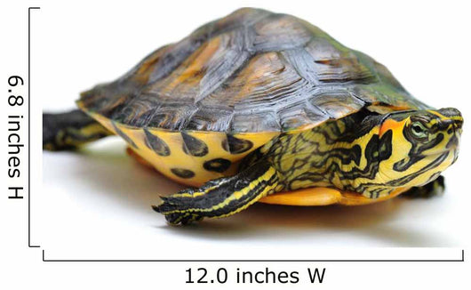 Yellow-bellied slider Wall Decal