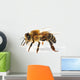Western Honey Bee
