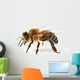 Western Honey Bee